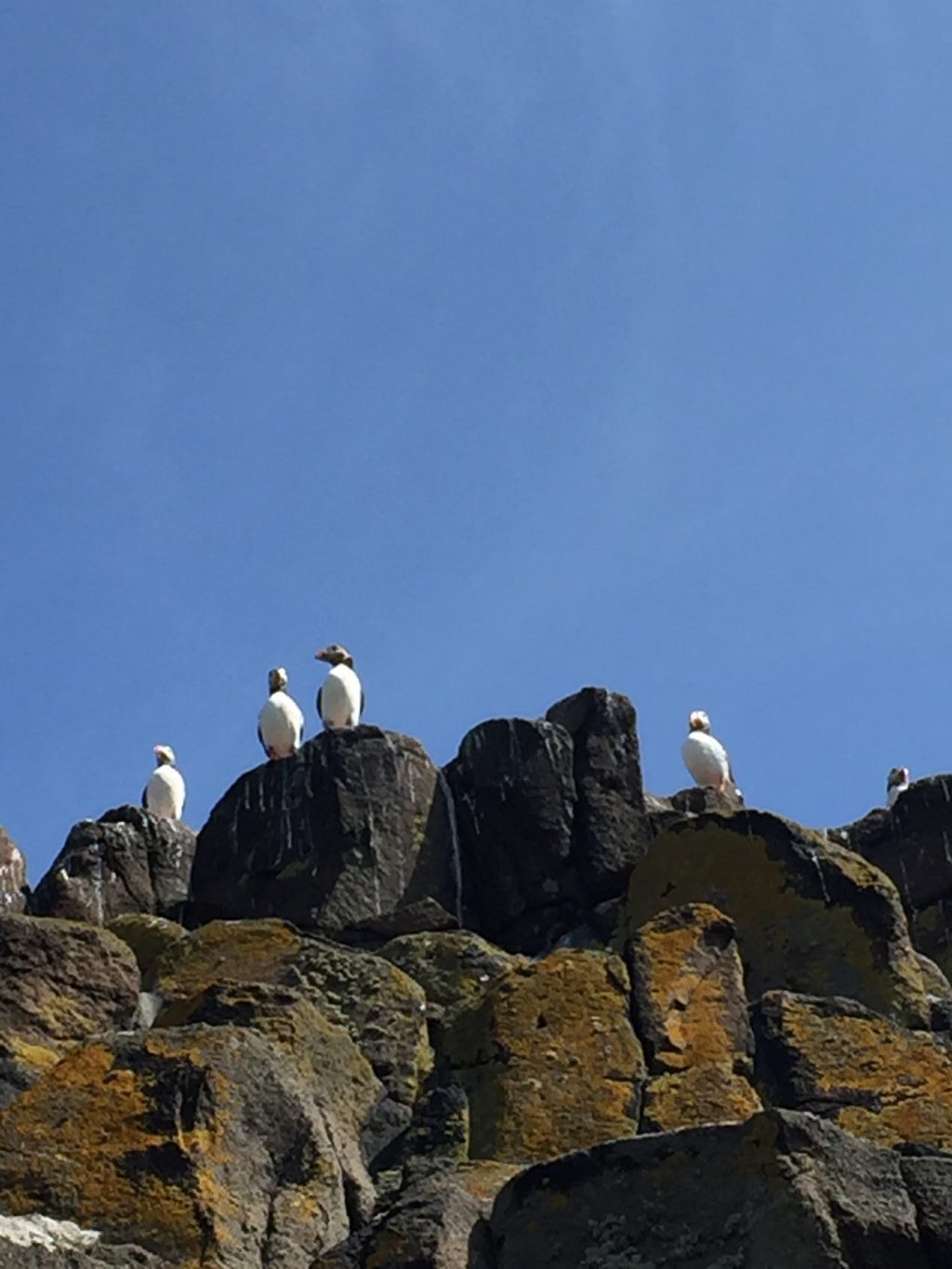 Isle of May puffins walking holiday Her On A Hill