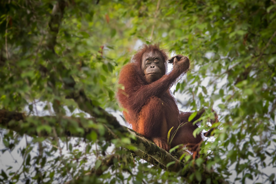 Borneo: A Wildlife Adventure  Grade: Low Moderate / Wildlife